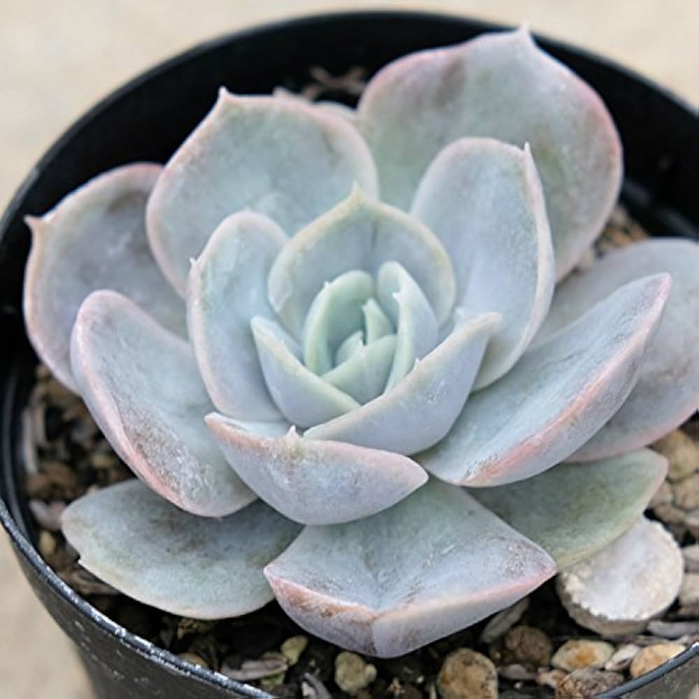 多肉植物エケベリア　ブルーサプライズ 多肉植物 エケベリア ブルーサプライズ 7.5cmポット苗 : ハニー